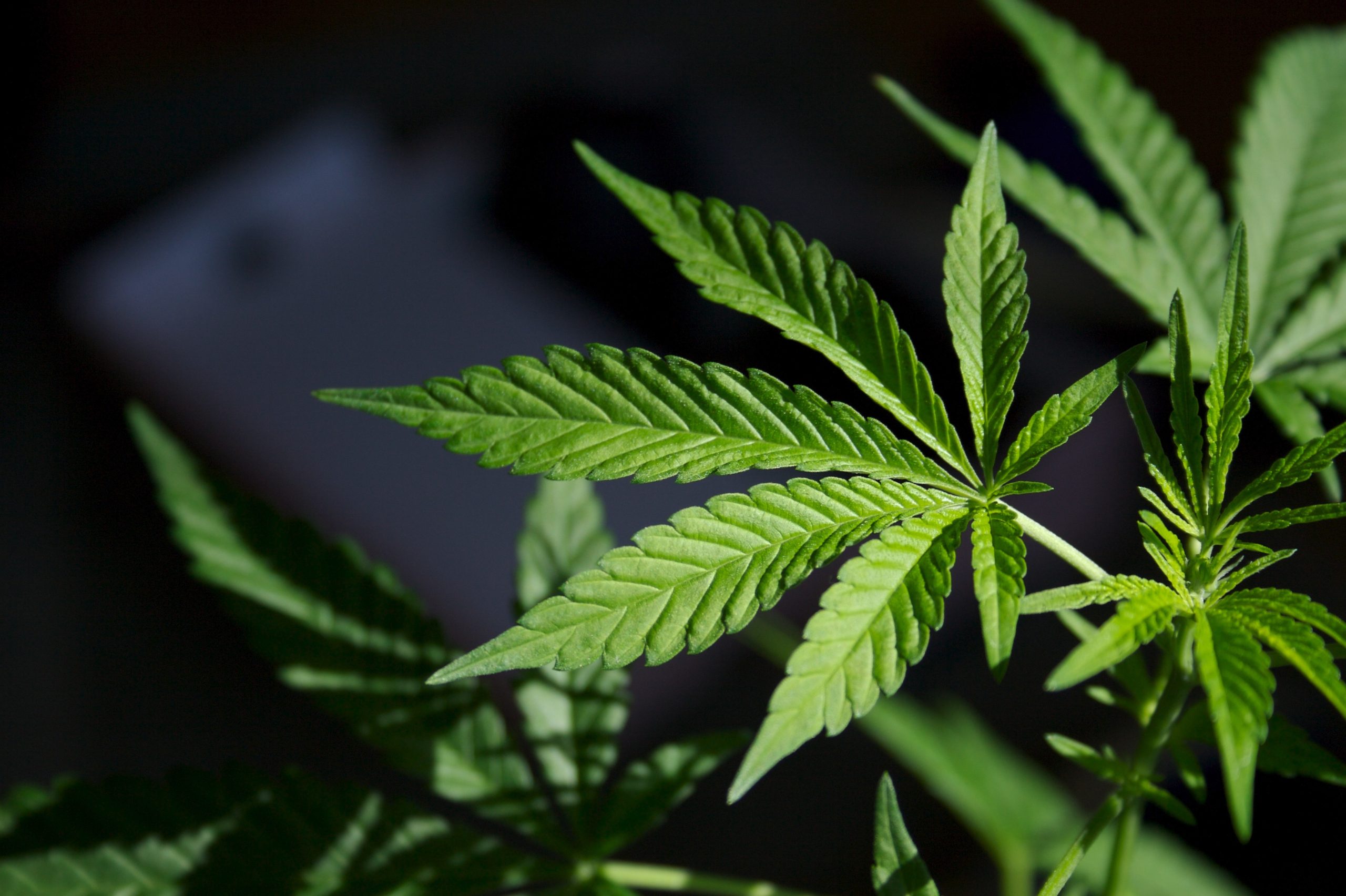 difference between delta 8 and hhc