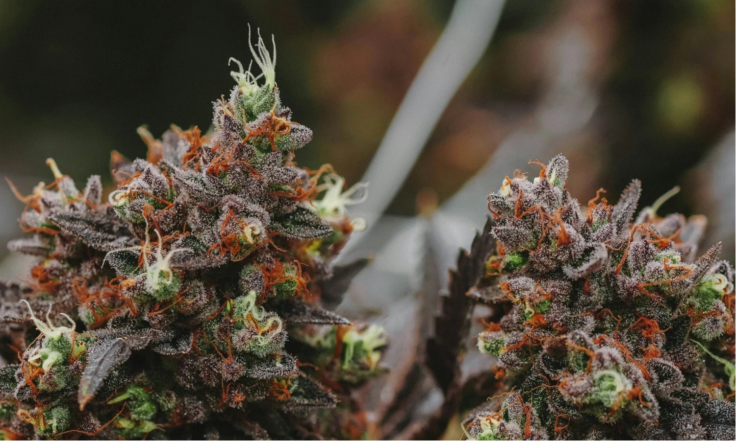 Thca Flower