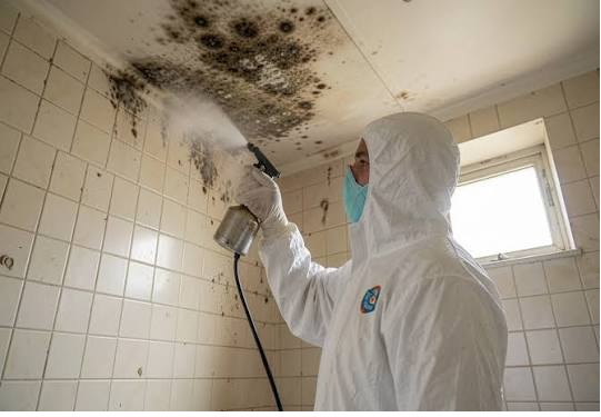 Mould Removal